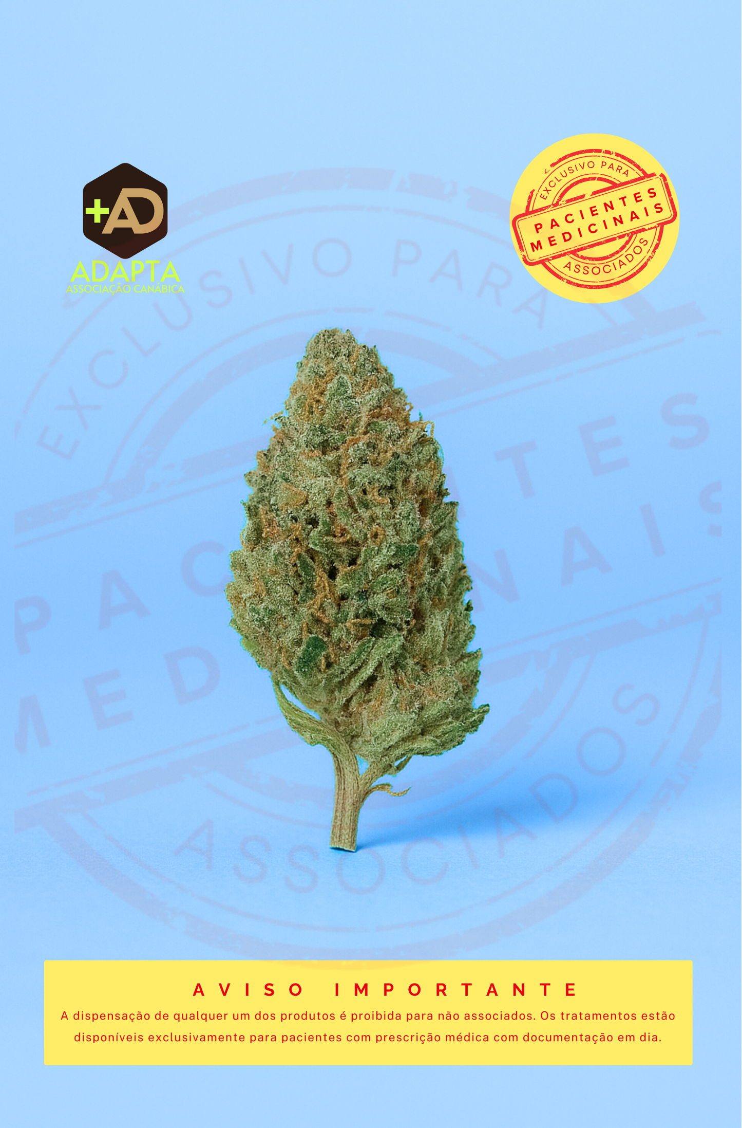 FLOR RICA EM CBD 0:1  SUVER HAZE CBD GREENHOUSE
